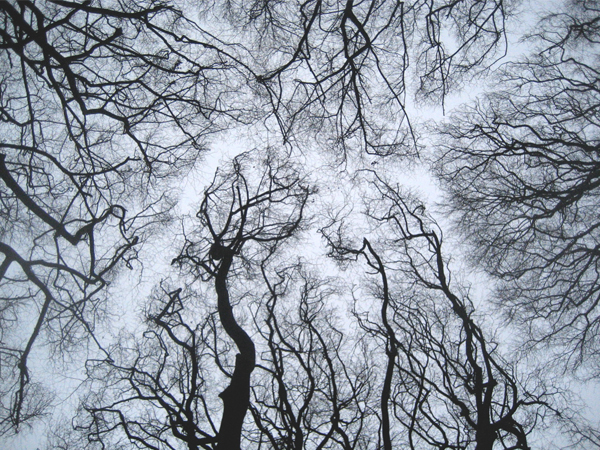49_treetops.jpg